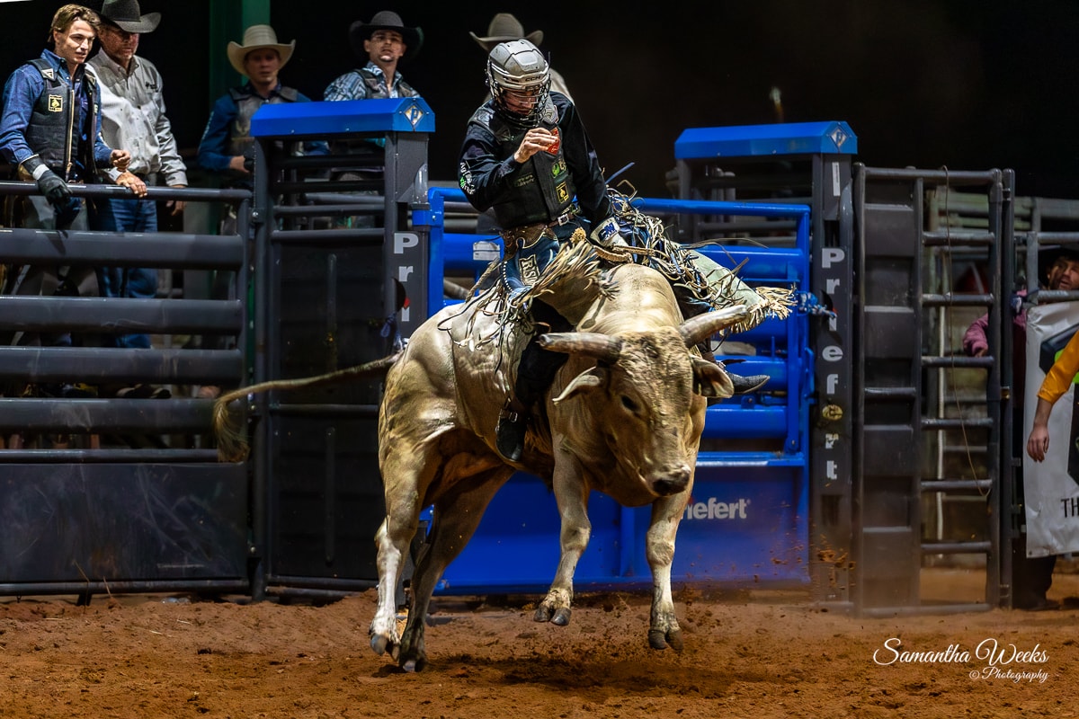 Bull rider on tan bull launching out of chute blue gates indoor arena