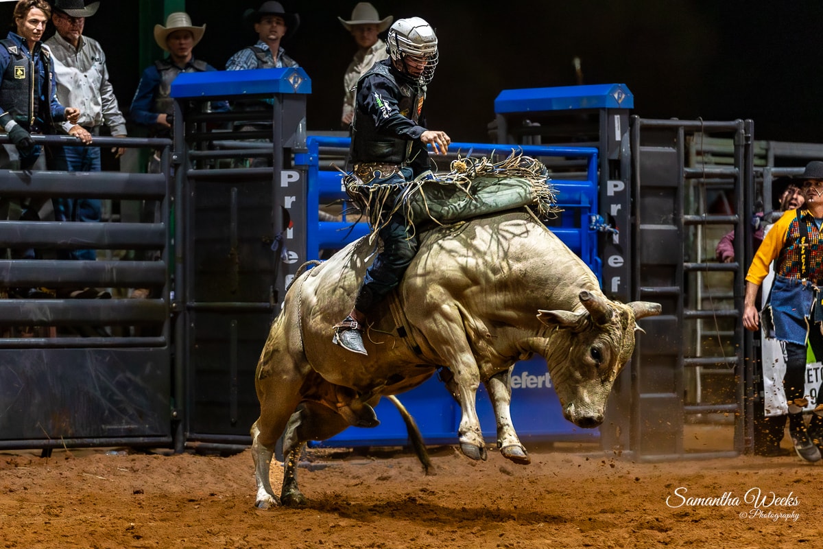 Bull rider on cream bull bucking hard blue gates indoor arena
