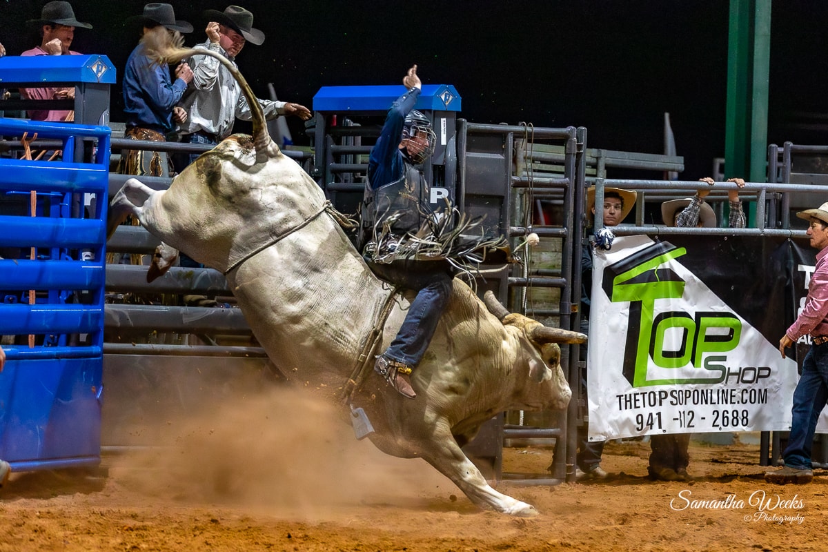 Bull rider on cream bull head-down dive blue gates indoor arena