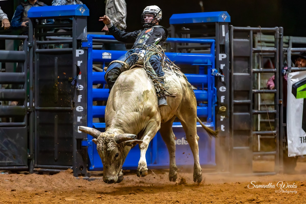 Bull rider on large speckled grey bull outdoor arena clown watching