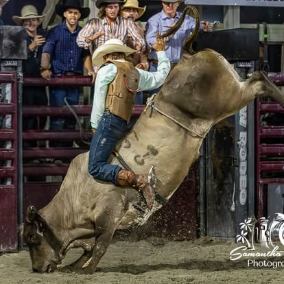 Bull rider on tan bull spinning in arena dust