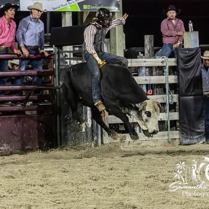 Bull rider on black bull launching out of the chute
