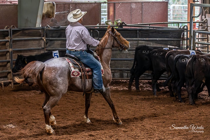 Rider on roan horse cutting cattle in arena
