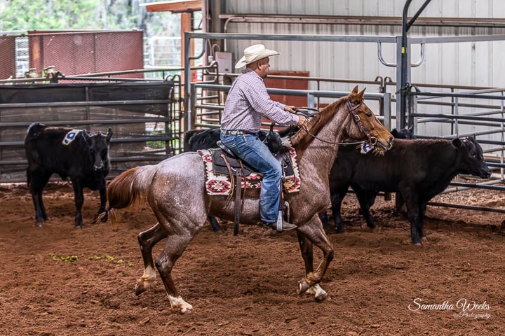 Cowboy on roan horse separating cattle