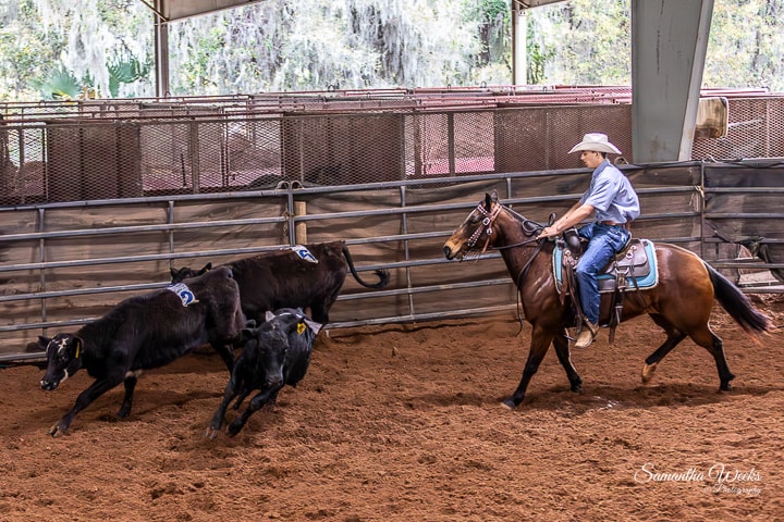 Rider chasing cattle in covered arena