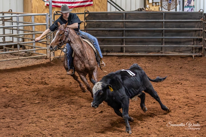 Cowboy on horse cutting a black calf