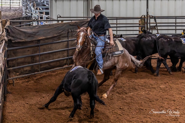 Rider on roan horse working cattle at night