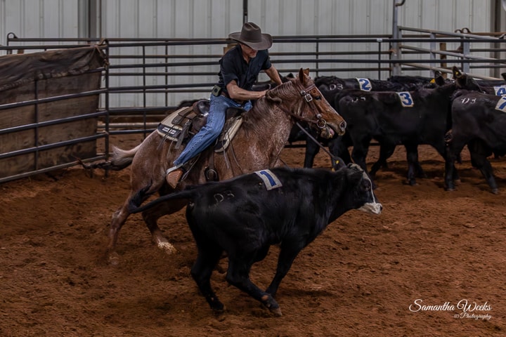 Cowboy on horse cutting cattle from herd