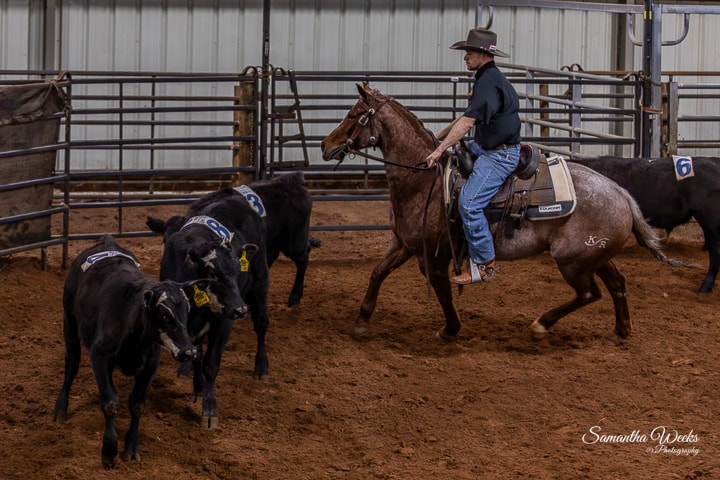 Rider on horse herding cattle in arena