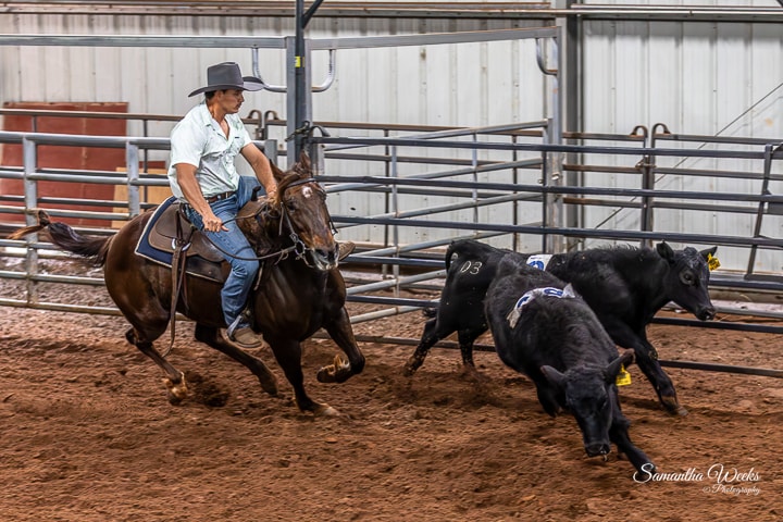 Cowboy on dark horse working cattle