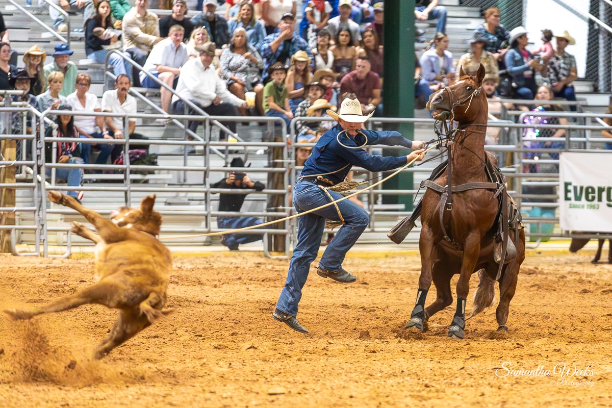 Cowboy in blue shirt tie-down roping calf with horse and packed grandstands behind