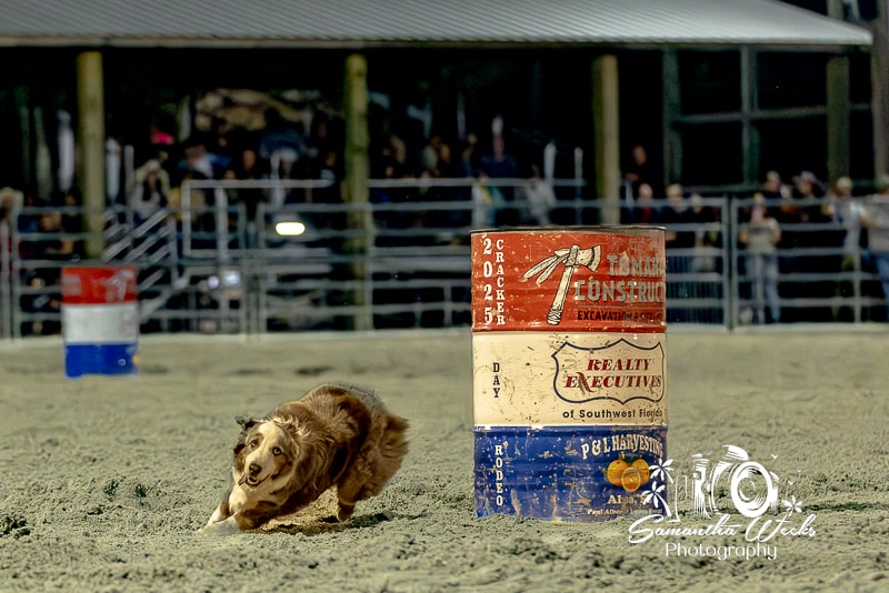 Australian shepherd dog racing around 2025 Cracker Day Rodeo barrel at night