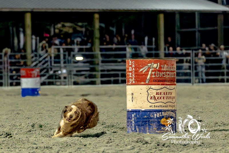 Australian shepherd dog rounding Cracker Day Rodeo barrel in arena at night