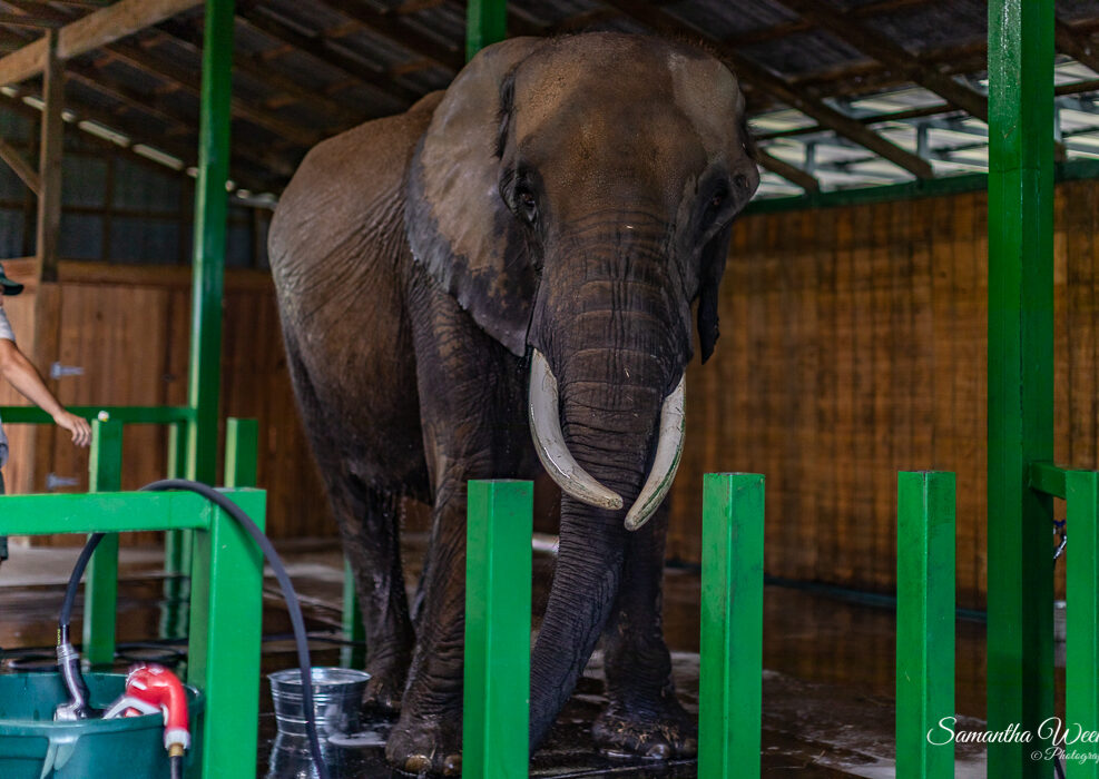 Myakka Elephant Experience